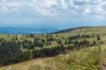 Fototapeta na wymiar Summer Mountain Landscape with Pine Trees . Vitosha Mountain ,Bulgaria 