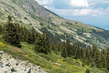Obraz premium Summer Mountain Landscape with Pine Trees . Vitosha Mountain ,Bulgaria 