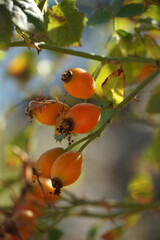 Ripe tiny orange fruits of wild rosehip plant