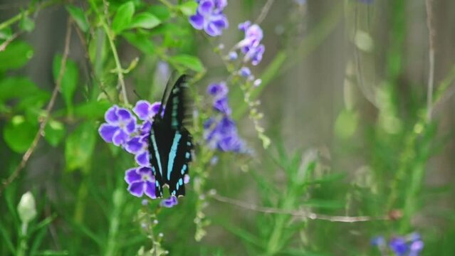 African blue-banded swallowtail butterfly collecting nectar and flying on bush with purple flowers. 120p slow motion Species: Papilio nireus.