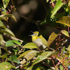 white eye in a forest