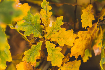 The golden colors of autumn leaves, a close-up of a branch backlit by the morning sun.
