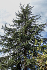 branches of a tree with blue sky in the background