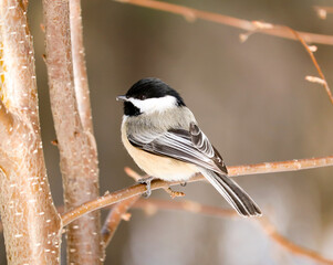 Black-capped Chickadee