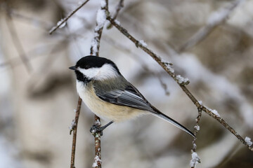 A perching black-capped chickadee.