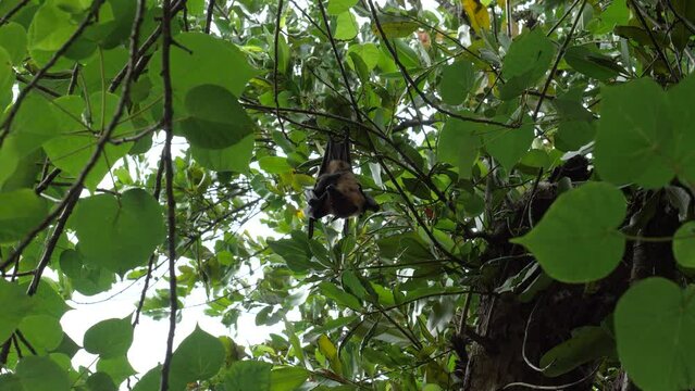 Large bat in the tropical jungles