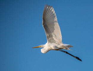 Reaching Out: A Great White Egret raises its expansive wings towards a clear blue sky in Saint Marys, Georgia.