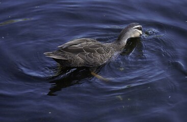 Pacific Black Duck In Local Wetlands Taken In Summer