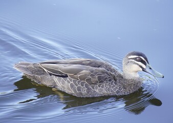 Pacific Black Duck In Local Wetlands Taken In Summer