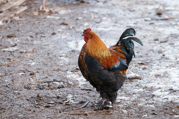 domestic rooster on farm, close-up, rooster portrait, bird, crest and sharp beak