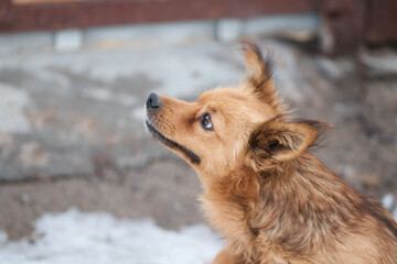 Obraz premium red domestic dog curious, looks around, bright brown color, close up