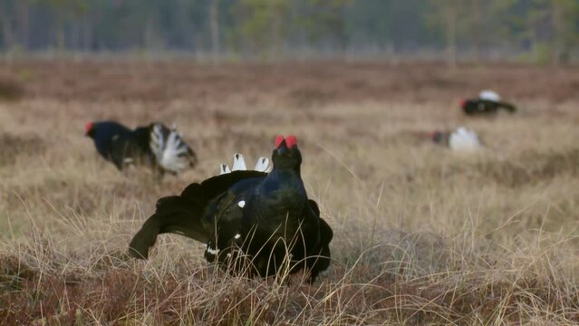 Four males of a Black Grouses at Leksite on the bog. Black Grouse lek at sunrise. Black grouse Tetrao tetrix. early in the morning. Mating season in the nature. Wildlife scene. European nature.