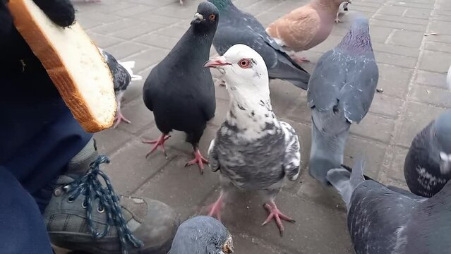 boy feeds pigeons in city park. Close-up of birds pecking at bread that child is holding in his hands. Fun pastime and care for city birds during cold season.