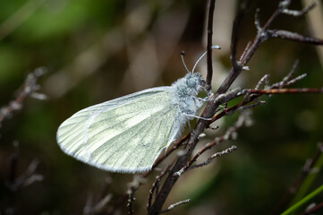 Cryptic Wood White butterfly on heather stem