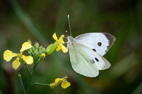 Large White butterfly on sea radish