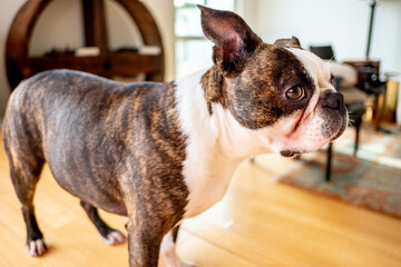 French Bulldog 