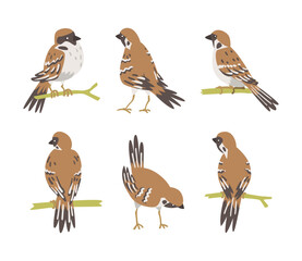 Fototapeta premium Sparrow as Brown and Grey Small Passerine Bird with Short Tail Vector Set