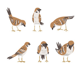 Sparrow as Brown and Grey Small Passerine Bird with Short Tail Vector Set