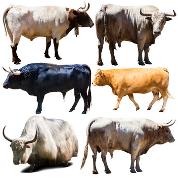 stickers of different breeds of cows on white background