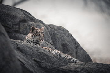 Leopard posing from the front, between stones. Serengeti (Tanzania)