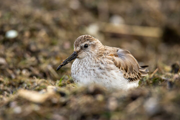 Close-up of the dunlin (Calidris alpina) on a seashore. The bird is handicapped (without one leg)
