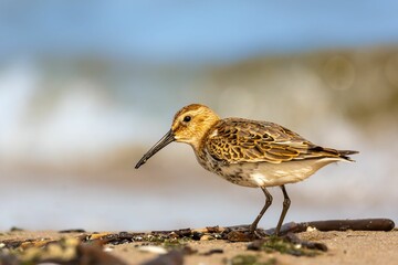 Close-up of the dunlin (Calidris alpina) on a seashore
