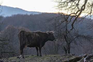 Cow in natural conditions. Cow in natural conditions.
