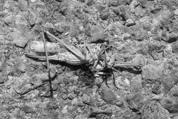Dead grasshopper run over on a road