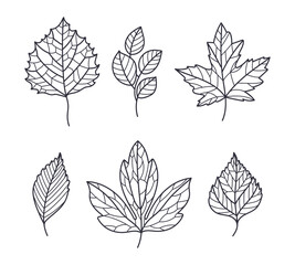Hand Drawn Autumn Leaf Contour or Outline Vector Set