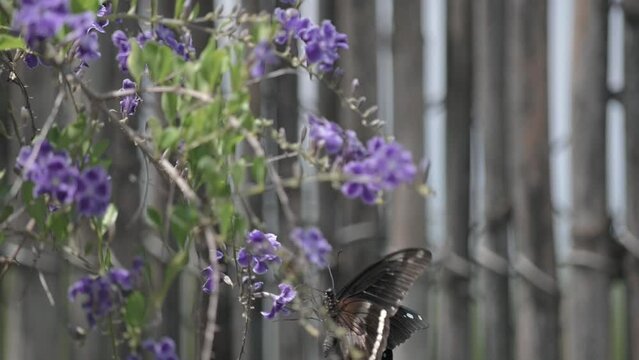 African blue-banded swallowtail butterfly collecting nectar and flying on bush with purple flowers. 120p slow motion Species: Papilio nireus. FLAT PICUTRE PROFILE