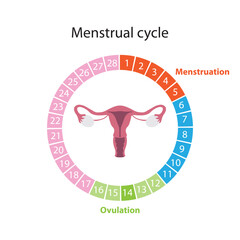 Menstrual cycle and ovulation period