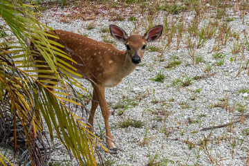 Key Deer in Big Pine Key, The Florida Keys