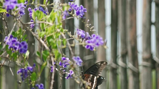 African blue-banded swallowtail butterfly collecting nectar and flying on bush with purple flowers. 120p slow motion Species: Papilio nireus.