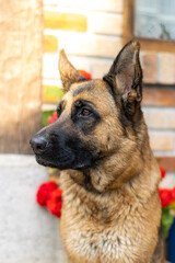 portrait of a german shepherd. german shepherds are the best company for human safety