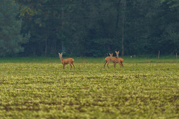 Young deer in spring meadow, hidden