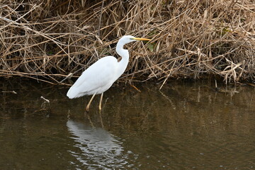 Naklejka premium A white egret in a stream. Background material of wild birds.