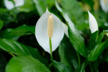 Flower white anturium and leaves. Spathiphyllum cochlearispathum is a plant species in the family Araceae. White spathiphyllum with green leaves