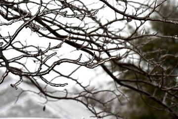 Ice covered tree branches after a winter storm