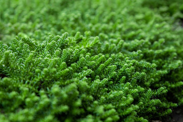 Obraz premium Dense juicy green grass. Perfect lawn of Stonecrop or Sedum. Background of fresh green grass. Copy space. Selective focus. Close up. Nobody