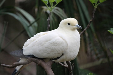 white bird sitting on a branch 