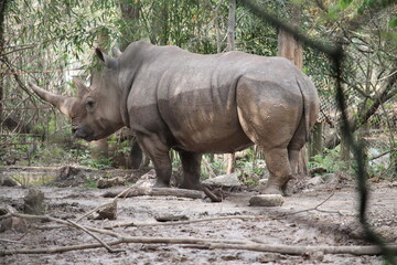 Fototapeta premium rhino showing off 