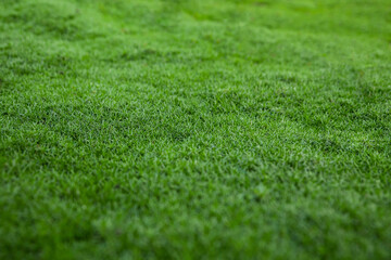 Dense carpet of juicy green grass. Perfect lawn, top view. Background of fresh green grass. Easter background concept. Lawn for sports. Copy space. Selective focus. Close up. View from above. Nobody