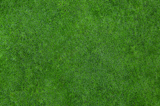 Dense carpet of juicy green grass. Perfect lawn, top view. Background of fresh green grass. Easter background concept. Lawn for sports. Copy space. Close up. View from above. Nobody