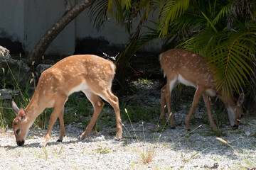 Key Deer in Big Pine Key, The Florida Keys