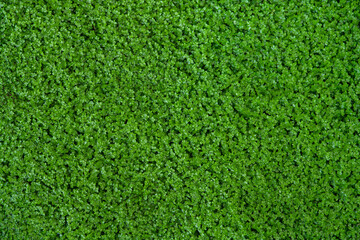 Dense carpet of juicy green grass. Perfect lawn, top view. Background of fresh green grass. Microgreens background concept. Copy space. Close up. View from above. Nobody