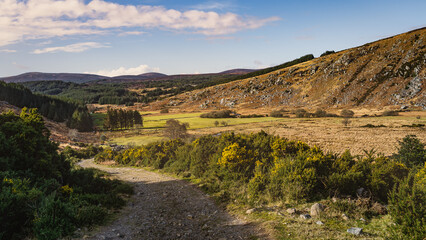 Fototapeta na wymiar Beautiful scenery with country road, valley, meadows, pine forest and Lough Dan in Wicklow Mountains illuminated by sunset, Ireland
