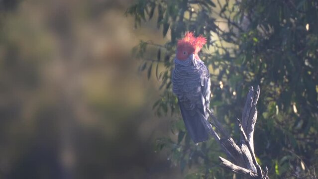 an early morning clip of a male gang-gang cockatoo perching in a dead tree in kosciusko national park in the snowy mountains of nsw, australia