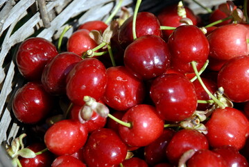 Delicious red cherries . High quality photo