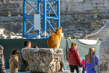 Fototapeta na wymiar A short hair orange tabby cat known as Garfield sits on a stone at the ancient city of Ephesus, in Turkey.
