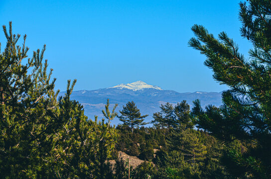 pine forest in the mountains